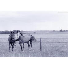 Painéis galvanizados da cerca da cerca do metal dos rebanhos animais da tubulação para o cavalo